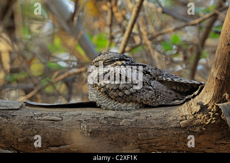 Indian Nightjar (Caprimulgus asiaticus) im gir Nationalpark Stockfoto