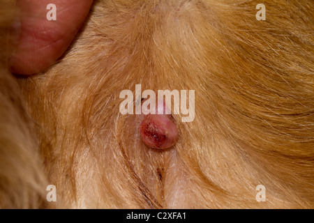 Sebaceous Drüse Adenome bei Hunden Stockfoto