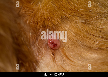 Sebaceous Drüse Adenome bei Hunden Stockfoto