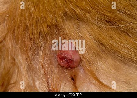 Sebaceous Drüse Adenome bei Hunden Stockfoto