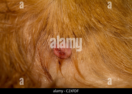 Sebaceous Drüse Adenome bei Hunden Stockfoto