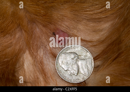 Sebaceous Drüse Adenome bei Hunden Stockfoto