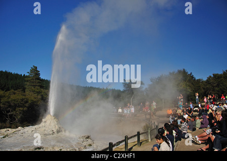 Die Lady Knox Geyser ausbricht, Wai-O-Tapu Thermal Wonderland, Rotorua, Bucht von viel Region, Nordinsel, Neuseeland Stockfoto