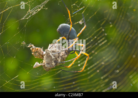 Weibliche Golden Orb Weaver (Nephila Plumipes) mit Motte im Web, am häufigsten Spinne auf der Lord-Howe-Insel, New South Wales, Australien Stockfoto