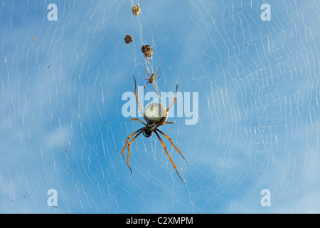 Weibliche Golden Orb Weaver (Nephila Plumipes) mit kleinen männlichen, am häufigsten Spinne auf der Lord-Howe-Insel, New South Wales, Australien Stockfoto