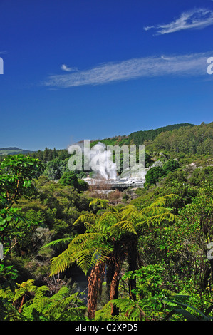 Prince Of Wales Federn Geysir ausbrechen, Te Puia thermische Tal, Rotorua, Bucht von viel Region, Nordinsel, Neuseeland Stockfoto