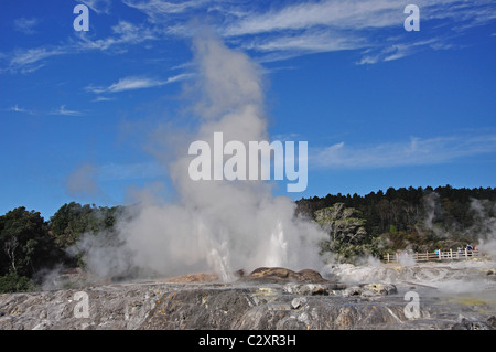 Prince Of Wales Federn Geysir ausbrechen, Te Puia thermische Tal, Rotorua, Bucht von viel Region, Nordinsel, Neuseeland Stockfoto