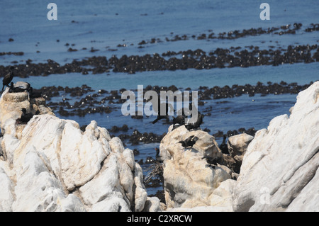 Kormoran, Vogel-Kolonie, Seevögel, Bettys Bay Stockfoto