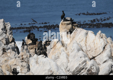 Kormoran, Vogel-Kolonie, Seevögel, Bettys Bay Stockfoto