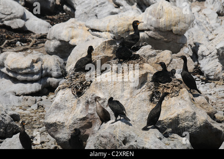 Kormoran, Vogel-Kolonie, Seevögel, Bettys Bay Stockfoto