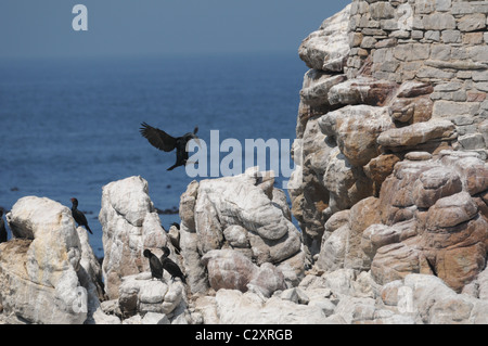 Kormoran, Vogel-Kolonie, Seevögel, Bettys Bay Stockfoto