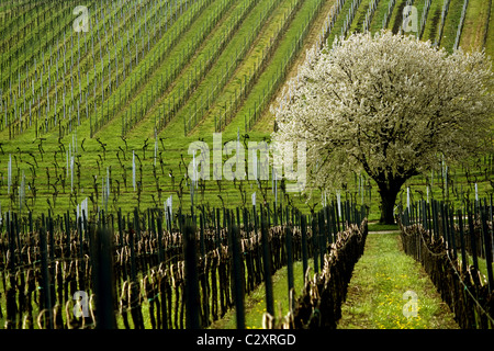 Weinberg in Frankenweiler, Deutschland Stockfoto