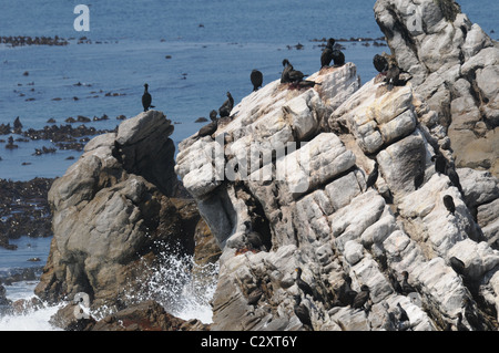 Kormoran, Vogel-Kolonie, Seevögel, Bettys Bay Stockfoto