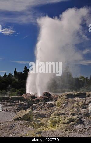 Prince Of Wales Federn Geysir ausbrechen, Te Puia thermische Tal, Rotorua, Bucht von viel Region, Nordinsel, Neuseeland Stockfoto