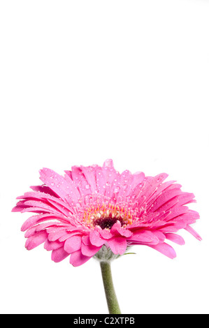 Rosa Gerbera daisy Stockfoto