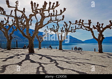 Platanen in Ascona - Ticino Stockfoto