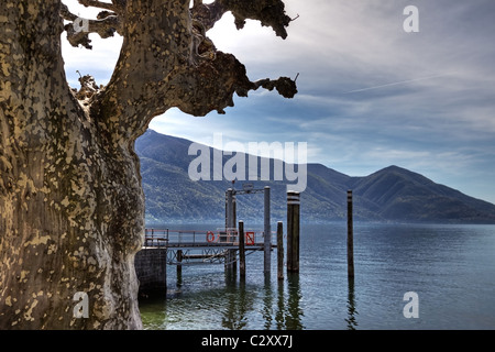 Platanen in Ascona - Ticino Stockfoto