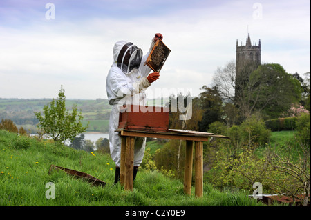 Ein Imker kümmert sich um seine Schar in Somerset Dorf Blagdon Großbritannien Stockfoto