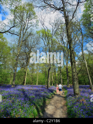 Paar mit Hund zu Fuß durch eine englische Bluebell-Wald. Stockfoto