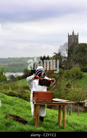 Ein Imker kümmert sich um seine Schar in Somerset Dorf Blagdon Großbritannien Stockfoto