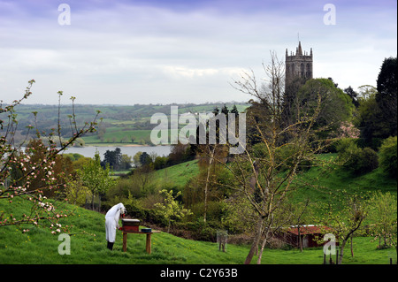 Ein Imker kümmert sich um seine Schar in Somerset Dorf Blagdon Großbritannien Stockfoto