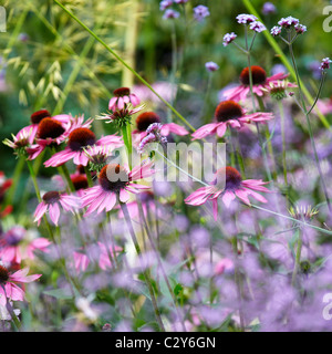 Echinacea Purpurea, gesehen durch die Blüten der Thalictrum Hewitts Double Stockfoto