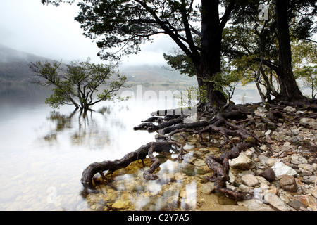 Föhren verwurzelt prekär am Ufer des Loch Maree in Wester Ross Stockfoto