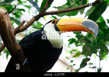 Riesentukan (Ramphastos toco) auf einem Baum gehockt in Brasilien Stockfoto