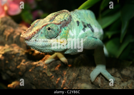 Panther Chamäleon Furcifer pardalis Stockfoto