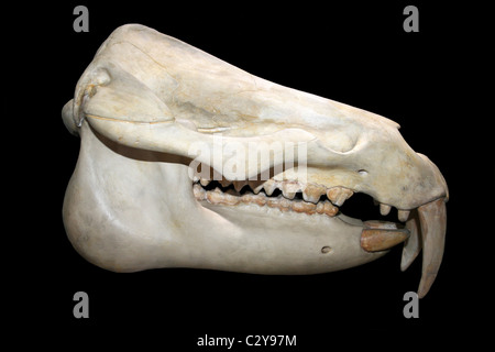 Schädel von Moeritherium, einen prähistorischen Säugetier im Zusammenhang mit den Elefanten, die während dem Eozän lebte Stockfoto