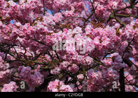 Schönen blühenden Kirschbaum im Frühling Stockfoto