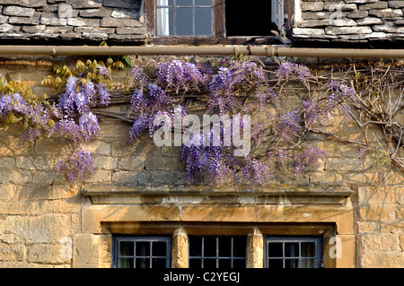 Glyzinien auf Cotswold Cottage, Chipping Campden, Gloucestershire, England, UK Stockfoto