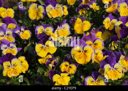 Bunte Viola Tricolor Blumen im Garten Stockfoto