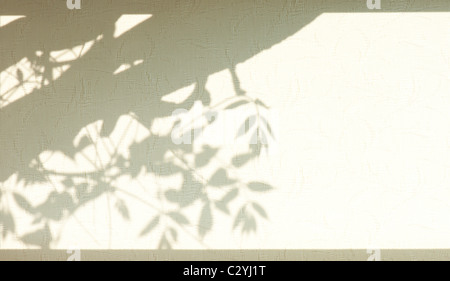 Schatten von Glyzinien auf einem blinden Fenster beleuchtet von der Sonne Stockfoto