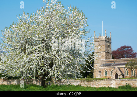 Blühender Kirschbaum außerhalb Str. Andrews Kirche Kingham, Oxfordshire, England Stockfoto