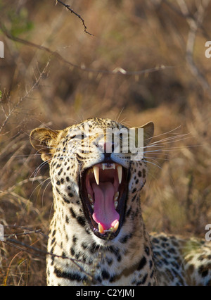 Eine Nahaufnahme von einem Leopard Gähnen, Ithala, Kwazulu-Natal, Südafrika Stockfoto