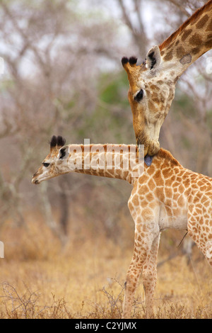 Eine Seitenansicht einer Giraffe leckt seine junge, Kruger National Park, Provinz Mpumalanga, Südafrika Stockfoto
