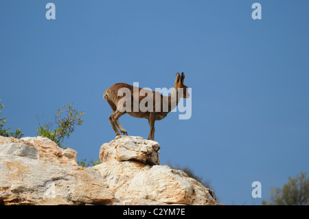 Klipspringer stehend auf einem Felsen gegen blauen Himmel, Tierwelt, Sanbona, Südafrika Stockfoto