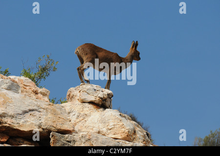 Klipspringer stehend auf einem Felsen gegen blauen Himmel, Tierwelt, Sanbona, Südafrika Stockfoto