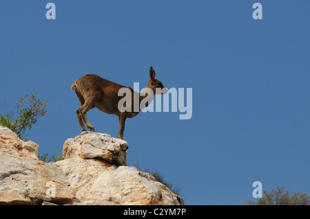 Klipspringer stehend auf einem Felsen gegen blauen Himmel, Tierwelt, Sanbona, Südafrika Stockfoto