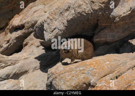 Klippschliefer, Rock Hyrax Rock Kaninchen Stockfoto