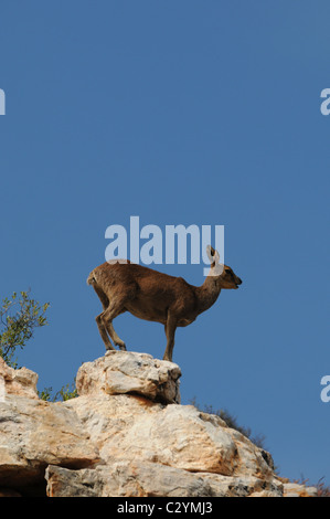 Klipspringer stehend auf einem Felsen gegen blauen Himmel, Tierwelt, Sanbona, Südafrika Stockfoto