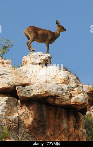 Klipspringer stehend auf einem Felsen gegen blauen Himmel, Tierwelt, Sanbona, Südafrika Stockfoto