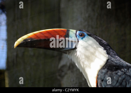 Weiße-throated Toucan Profilbild. Stockfoto