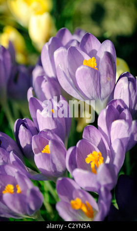 Nahaufnahme der Krokusse im zeitigen Frühjahr. Stockfoto