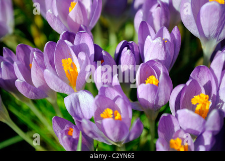 Nahaufnahme der Krokusse im zeitigen Frühjahr. Stockfoto