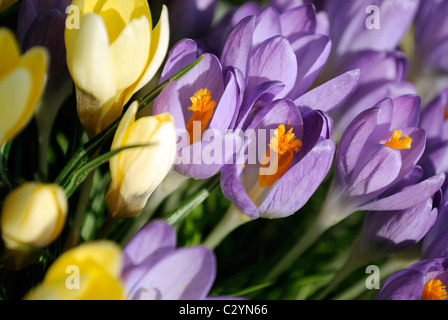 Nahaufnahme der Krokusse im zeitigen Frühjahr. Stockfoto