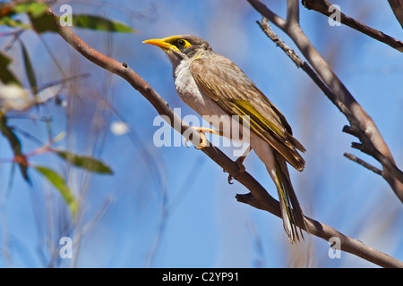 Schwarzohriger Bergmann, der in einem Baum im Gluepot Reserve, Australien, thront. Stockfoto