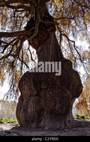 Ahuehuete Baum (Taxodium Mucronatum) auch bekannt als Montezuma Zypresse oder Sabino in Tepotzotlan, Mexiko Stockfoto