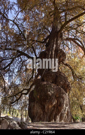 Ahuehuete Baum (Taxodium Mucronatum) auch bekannt als Montezuma Zypresse oder Sabino in Tepotzotlan, Mexiko Stockfoto